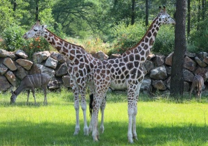 Girafes 1