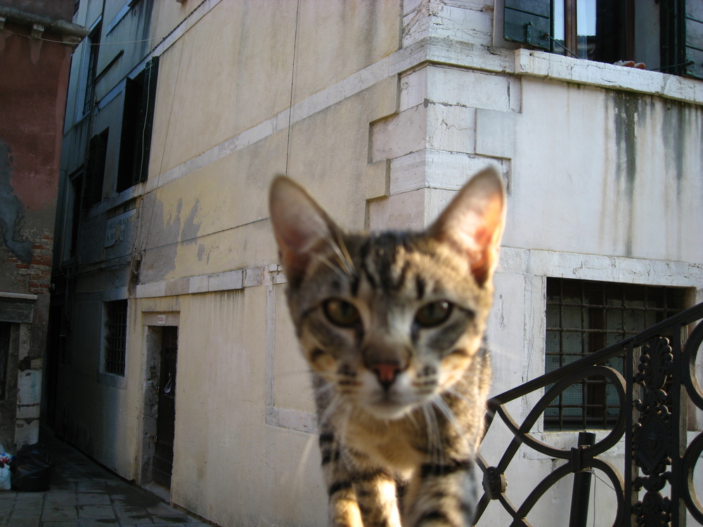 Venise chat