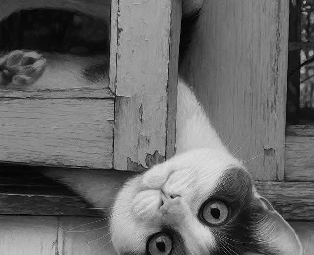 Chat renversé en noir et blanc