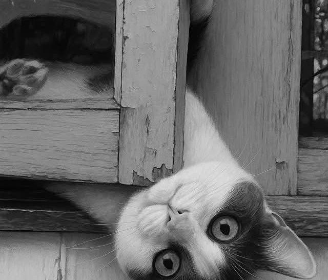 Chat renversé en noir et blanc